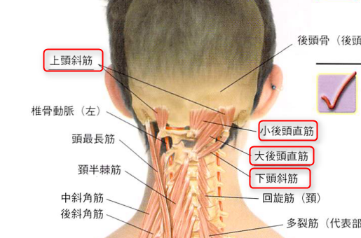 後頭下筋群