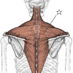 肩の緊張が不眠症やうつ病の原因になる時があります。
