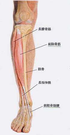 前脛骨筋