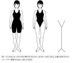 ミュラー錯視　引用