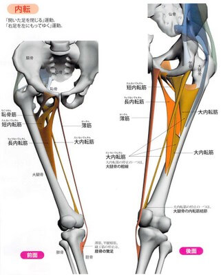 内転筋群
