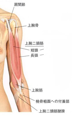 上腕二頭筋