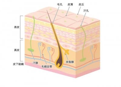 皮膚構造