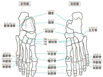 足の骨26個