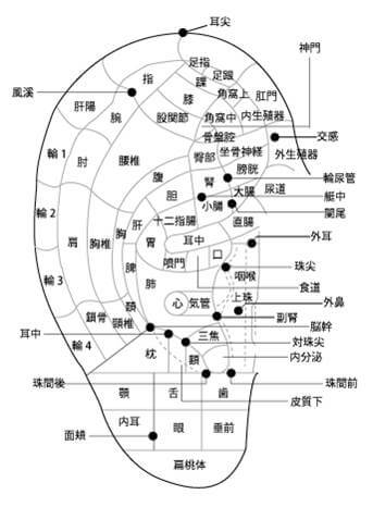 耳ツボ図