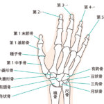 指の関節から音を鳴らすと指が太るのですか?(関節のポキポキ音)治療家が解説