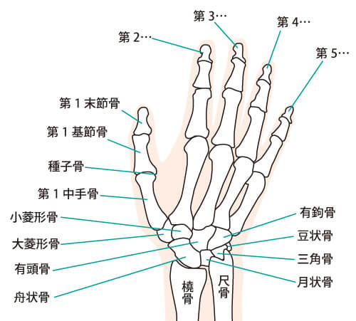 指の関節から音を鳴らすと指が太るのですか？（関節のポキポキ音）治療家が解説