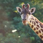 キリンの睡眠時間は5分!?寝る時間と子午流注(東洋医学の時間医学)の関係