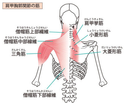 菱形筋