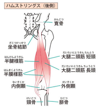 大腿二頭筋ハムストリングス