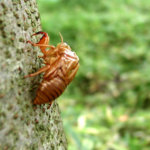 セミが漢方に~効果効能と消風散