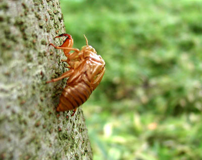 セミが漢方に～効果効能と消風散