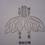 秋は呼吸器系疾患にご用心、銀杏と咳嗽のおはなし