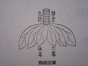 秋は呼吸器系疾患にご用心、銀杏と咳嗽のおはなし
