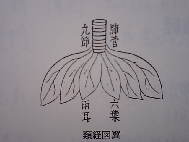 秋は呼吸器系疾患にご用心、銀杏と咳嗽のおはなし