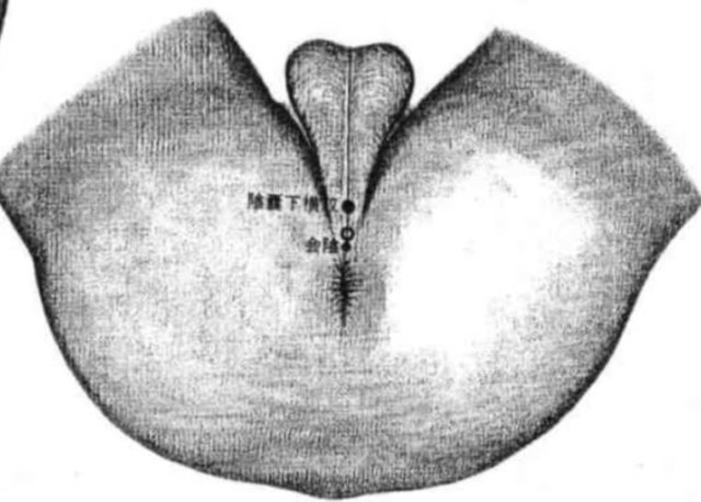 会陰穴図