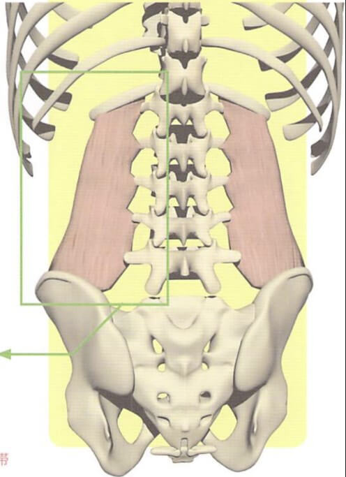 腰方形筋