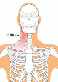 広頚筋