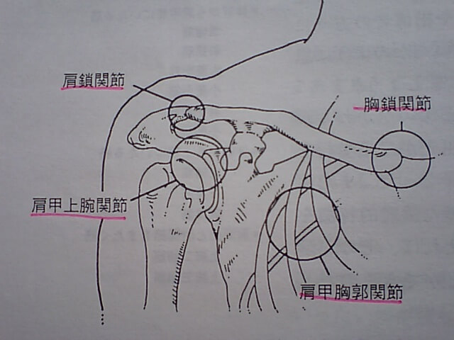 体の軸とつながる、胸鎖関節 肩甲骨と鎖骨をつなぐ、肩鎖関節 背中側で肋骨と肩甲骨でつなぐ、肩甲胸郭関節 腕の骨と、肩甲骨でつなぐ、肩甲上腕関節