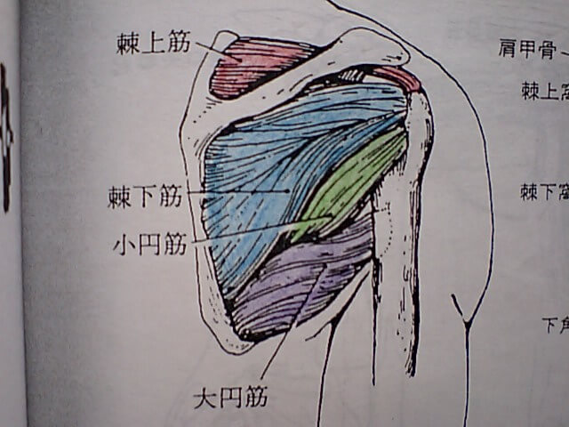 回旋腱板(rotator cuff)