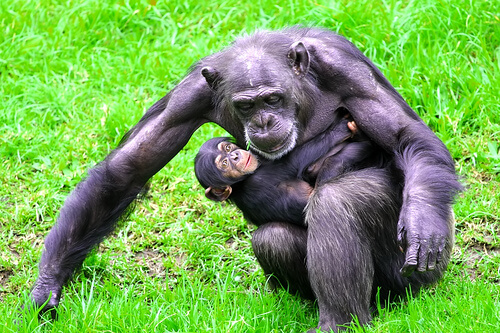 チンパンジーは人間と同じ生まれかた～安産にお灸～