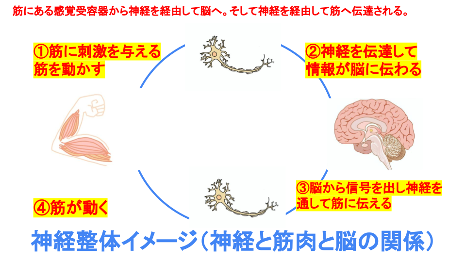 神経整体イメージ（神経と筋肉と脳の関係）